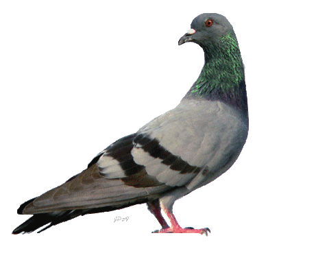 Mr. Right Pigeon Net for Balconies, Bird Control, Anti Bird Net