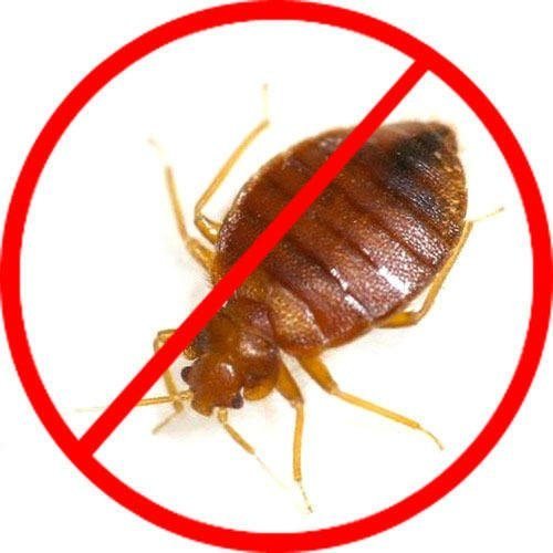 bedbug control service
